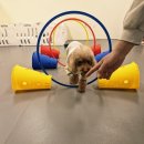 헬로멍뭉 이미지