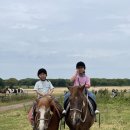 제주도이야기] 삼다수목장/제주관광승마/제주도말타기/유니쥬니만/중거리 이용 후기