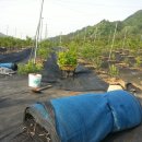 방초농장 이미지