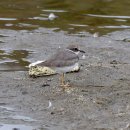 서산의 흰목물떼새(Long-billed plover) 이미지