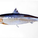 푸른식품 이미지