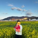 애기등 공원 | 부산 대저생태공원 유채꽃 벚꽃 축제 주차 주차장 아이와 후기