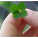 네잎클로버 이미지