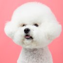 애니멀즈 이미지