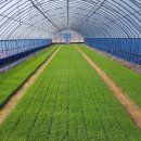 푸른솔농장5 이미지