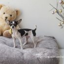 아모르디 이미지