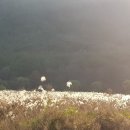 약산흑염소탕 이미지