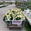 봉옥 | [부산] 또간집 화훼단지편,두구화훼단지 방문후기 2편