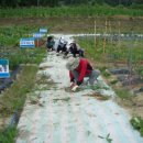 호미농장 이미지