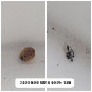 에코구조안전진단 | 전주 완주 방충망 ) 에코시티자이1차 블랙스텐미세방충망 시공후기