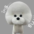 댕댕미용 이미지