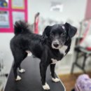 부산애견대학 이미지