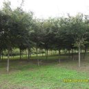 느티나무2농장 이미지