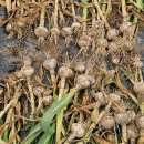 홍산농약 이미지