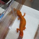 인터렙타일 이미지