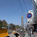 피어봄의원 | 2026 여의도 봄꽃축제 국회의사당역 코스 총정리, 사진 스팟 추천