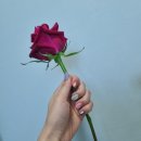 네일얀