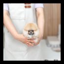 바둑이펫 이미지