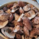 버섯마당 이미지