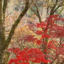 저물어가는 가을이지만 단풍이 아름다운 예산 향천사(香泉寺)