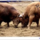 청도 소싸움 축제 이미지