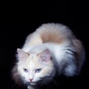 고양이샵 이미지