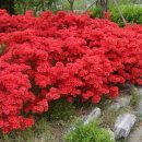 호랑이농장 이미지