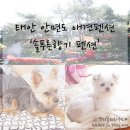 솔푸른향기