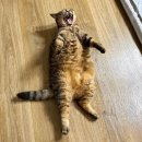 고양이 하루 이미지