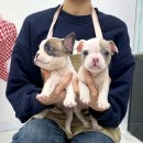 강아지분양 마이댕냥 일산점 이미지