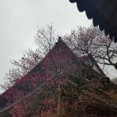 동광양꽃판매장 | 2026 구례 화엄사 홍매화 실시간 개화시기 | 3월 가볼만한곳 전남 광양 매화축제 다녀온 후기