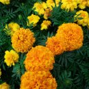 판암초등학교 이미지