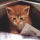 낭만고양이 이미지