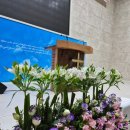2026년 5월 2주 성전 꽃꽂이 - 노은교회 이미지