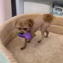 코코 반려견샵 이미지