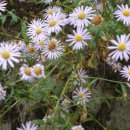 들꽃마을 펜션 이미지