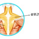 근육해부도-등 이미지