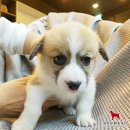 도그마루(왕십리점) 이미지