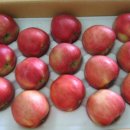 샛터농장 이미지