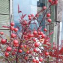 강화배꽃집 이미지