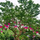 스타벅스 전남화순DT점 | 전남 화순군 화순읍 스타벅스 전남화순DT점 동구리호수공원 만연사