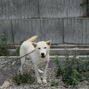 남산이동배 암 연정이&amp; 천명이 숫백구 5개월 , 설이 &amp;동학이 백구암 자견 8개월 이미지