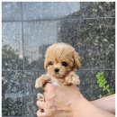 러브애견 이미지