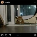 캣휠 사라질까 봐 보초 서는 고양이 이미지
