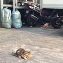 승민 축산 | 왕십리 닭이만난새우 새우와 치킨의 조화 닭만새