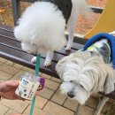 아우어펫 이미지