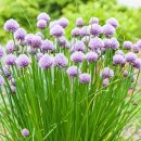 차이브-Chives-식용 이미지