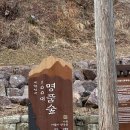 다솔사길 | [경남] 숲길을 걷다 보면 나오는 사천 다솔사 녹차밭 후기(주차, 화장실 정보)