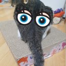 콩끼리 네이버블로그