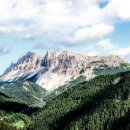 동물병원 산책 이미지